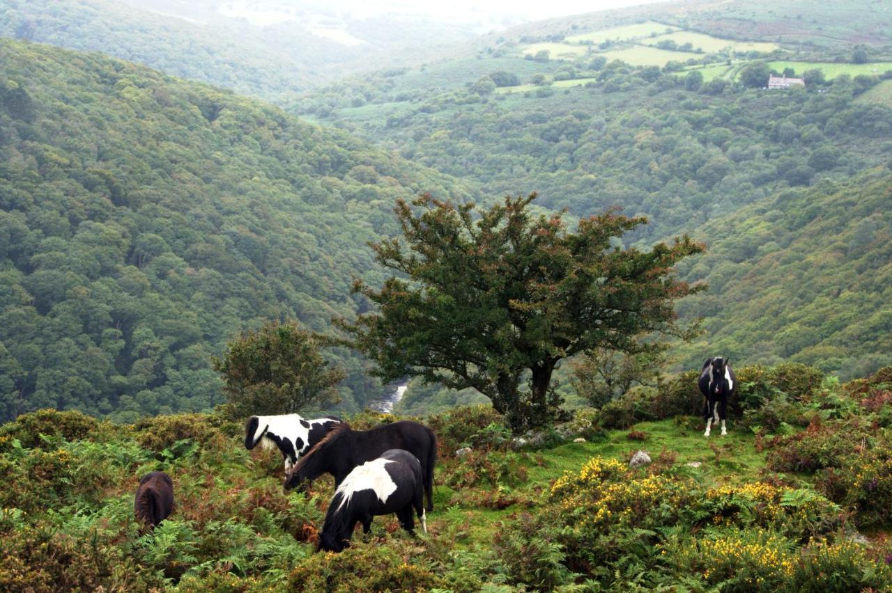 Higher Coombe Bovey Tracey Eksteriør bilde